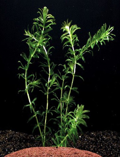 Egeria nuttalii