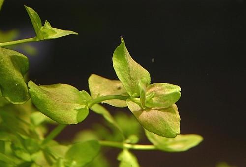 Bacopa australis