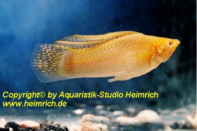 Segelkärpfling "GOLD albino", lg (Xiph. velifera, spec.GOLD albi
