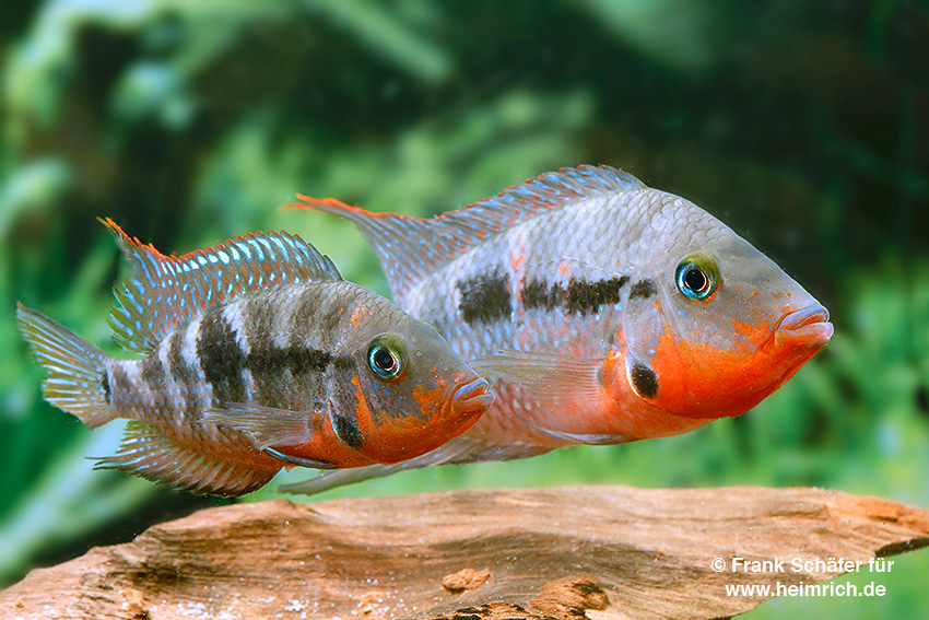 Thorichthys meeki Rio Candelaria XL, female