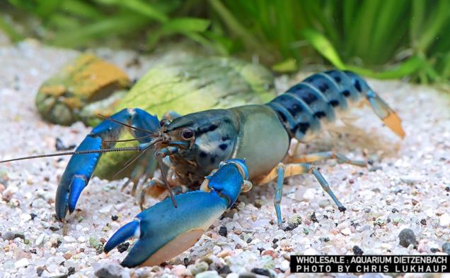 Cherax misolicus, female (Krebs spec. Misool Flusskrebs)