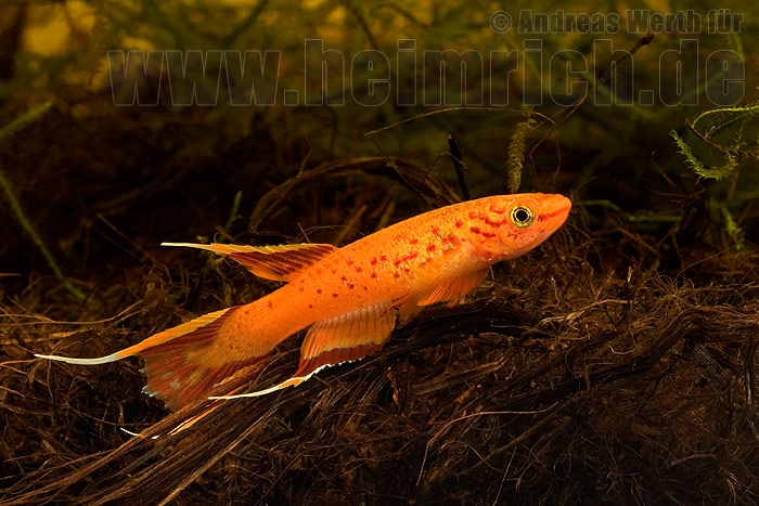 Prachtkärpfling "Kap Lopez" GOLD, lg (Aphyos. australe)