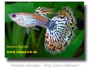 Guppy, Farbschlag 'King Cobra Halfmoon'