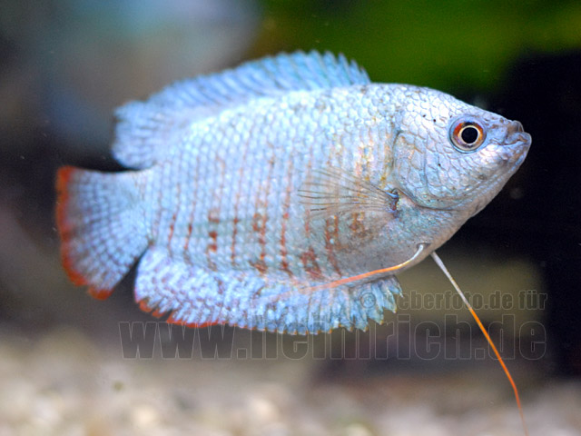 Zwergfadenfisch "Cobalt Blue", lg (Colisa lalia)