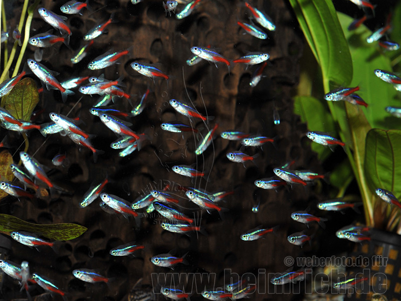 Neonsalmler, 100 Stück large (Paracheirodon innesi)