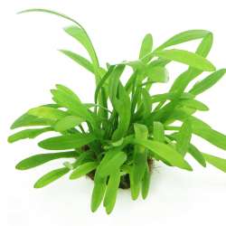 Sagittaria teres