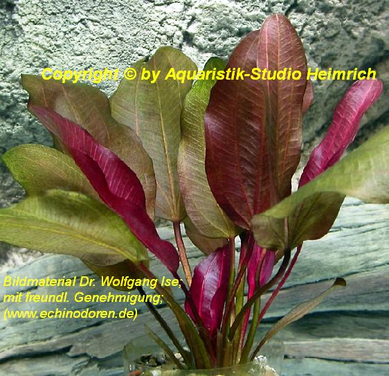 Echinodorus 'Hansestadt Rostock'