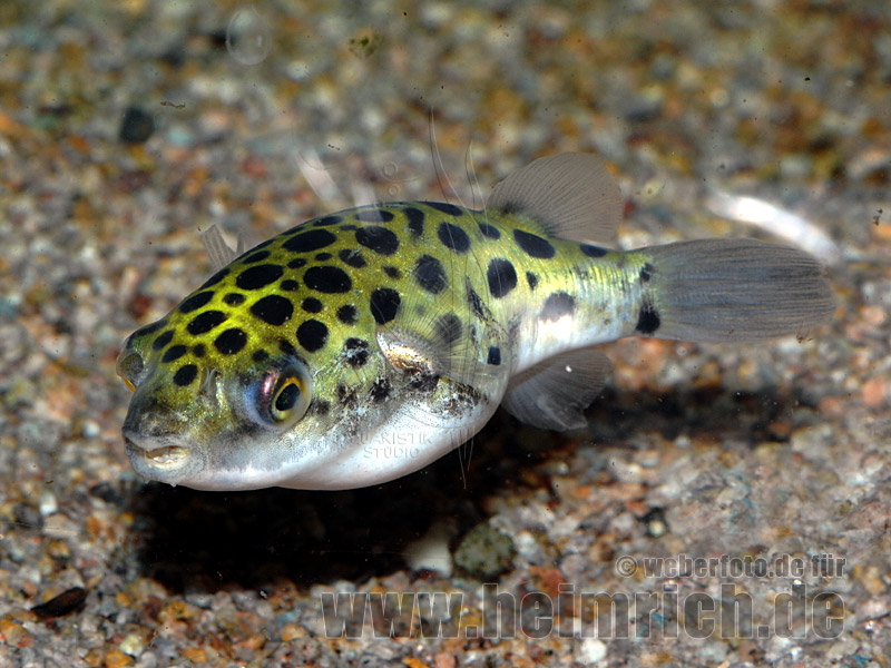 Tetraodon nigroviridis, med (Grüner Kugelfisch)
