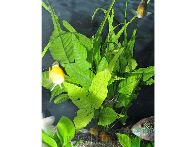 Bolbitis heteroclita