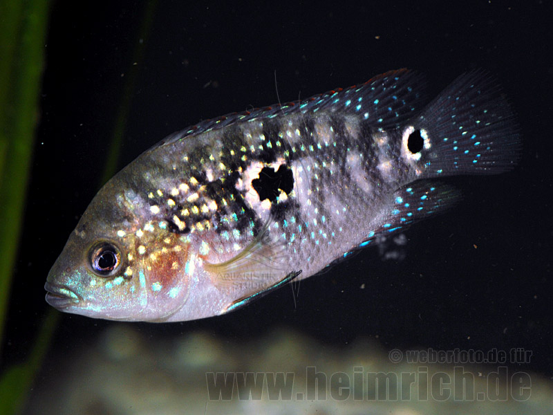 Cichlasoma octofasciatum, spec. Black Dempsey
