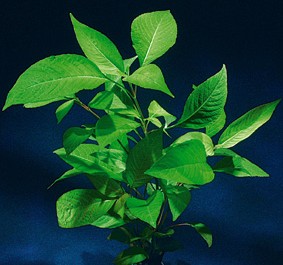 Hygrophila corymbosa (Breitblättriger Riesenwasserfreund)
