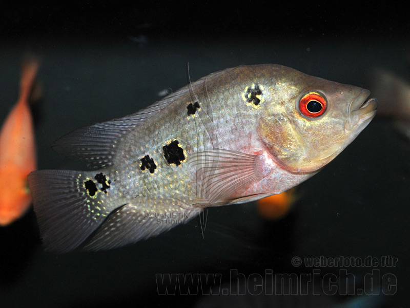 Flower Horn Cichliden (Zuchtform aus ASIEN)