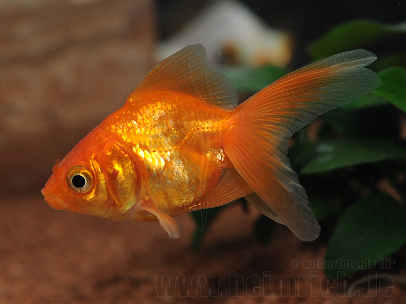 Schleierschwanz, 6cm "Uni-Rot" (Carrasius auratus)