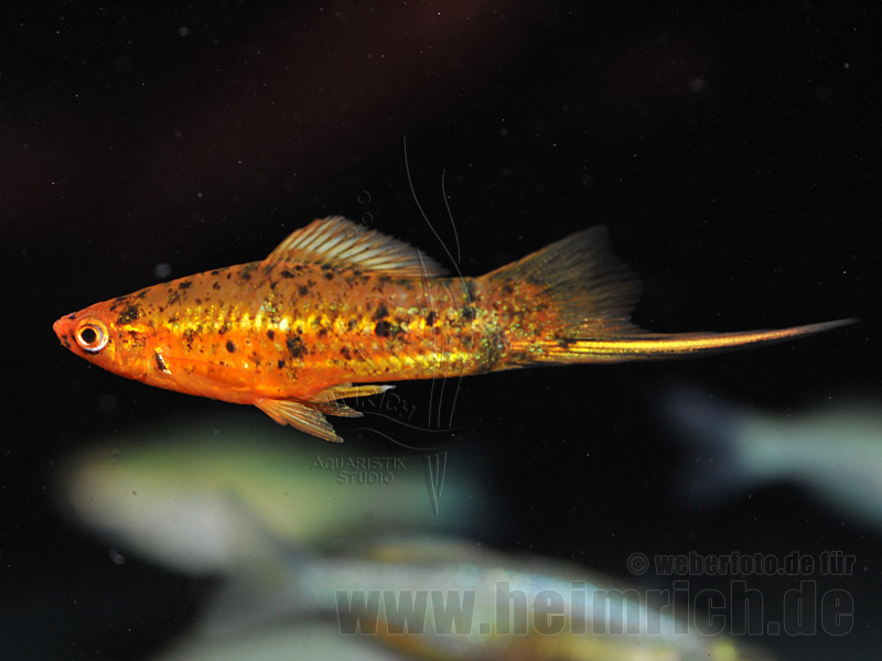 Schwertträger "Red spotted", männl. lg(Xiph. hellerie, spec. Red