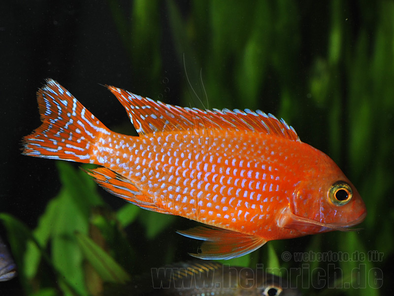 Aulonocara FIREFISH (intensiv Red)