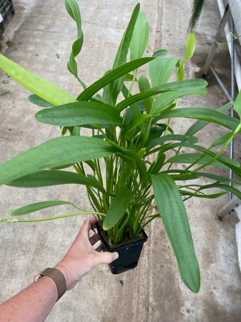 Echinodorus horemani grün XXL (Mutterpflanze)