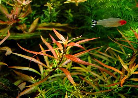 Ludwigia arcuata