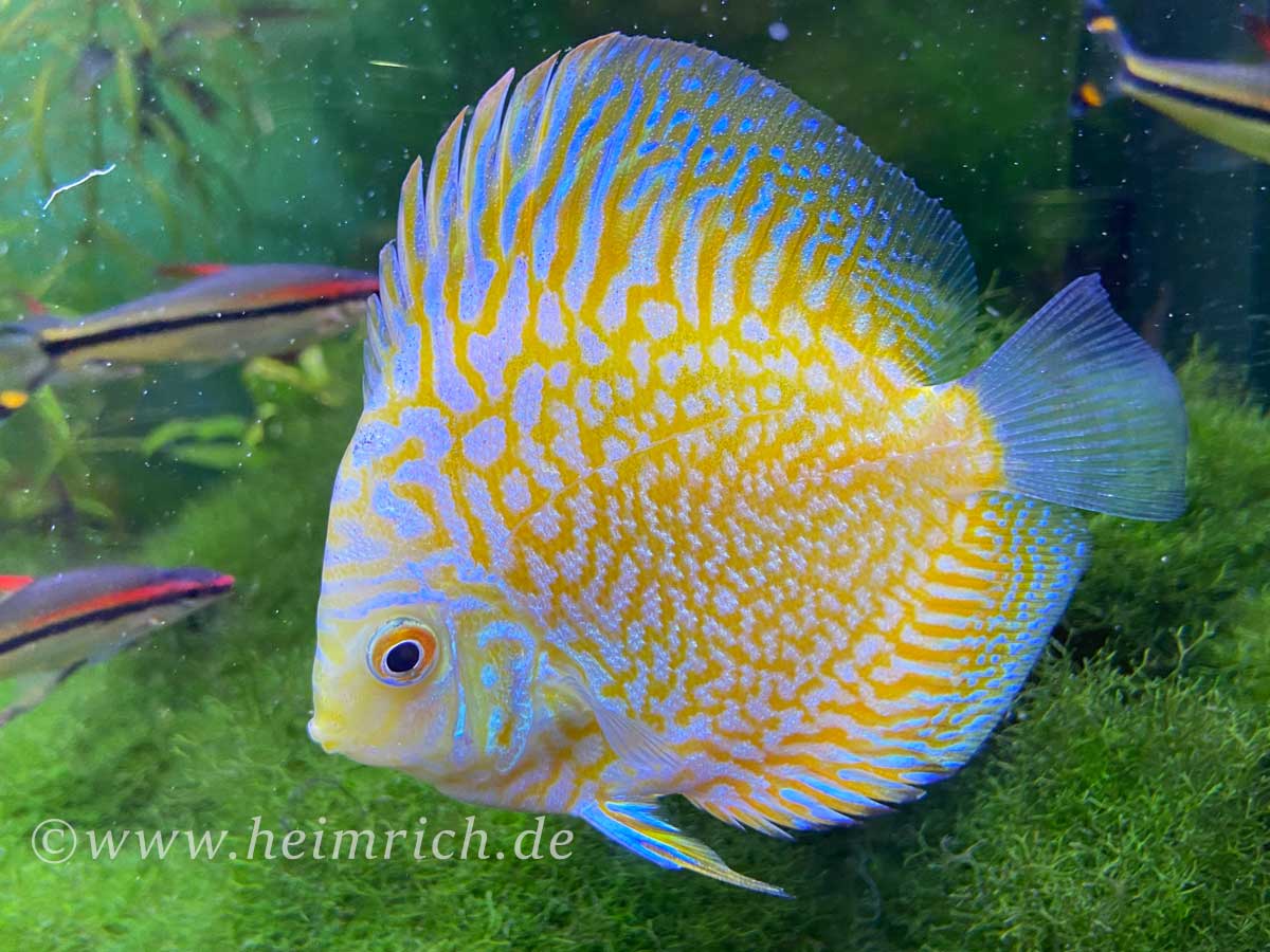 Diskus Checkerboard Gelb, 6,5cm