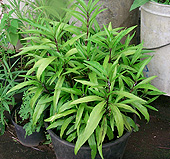 Justicia gendarussa (Grüne Justicia)
