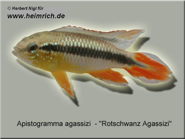 Apistogramma agassizi, Intensiv Red XL (Rotschwanz Agassizi)