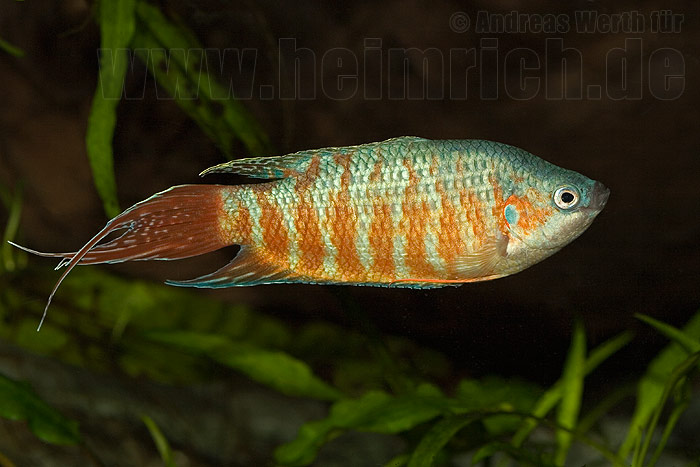 Paradiesfisch, Red lg (Macropodus opercularis)