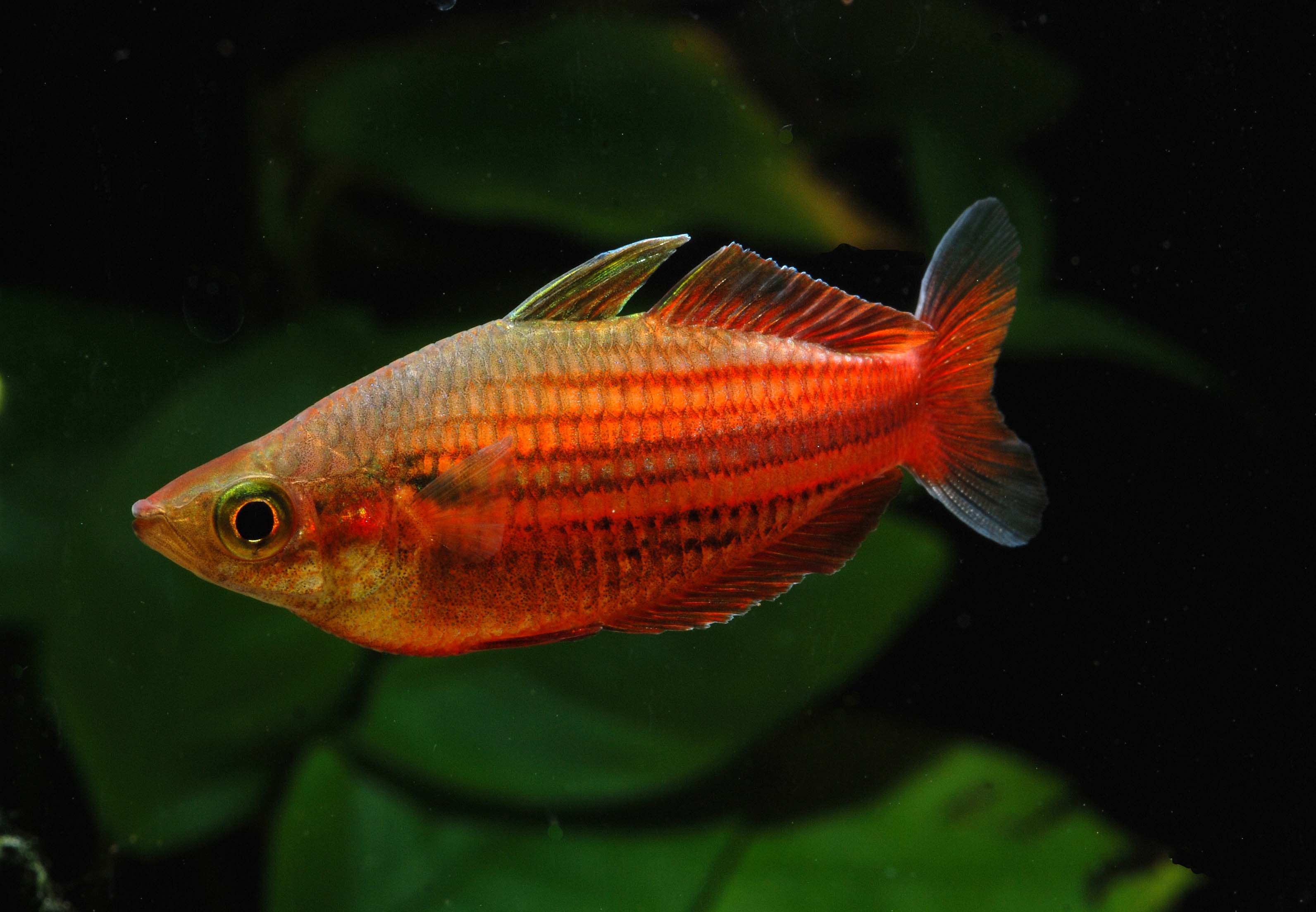 Melanotaenia ogilbyi - 5er-Group (Ogilbyi's Regenbogenfisch)