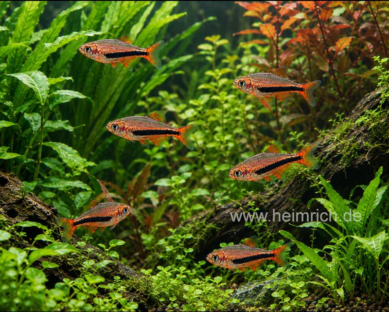 Inpaichthys luizae, 8er-Gruppe (Königssalmler Black Arrow)