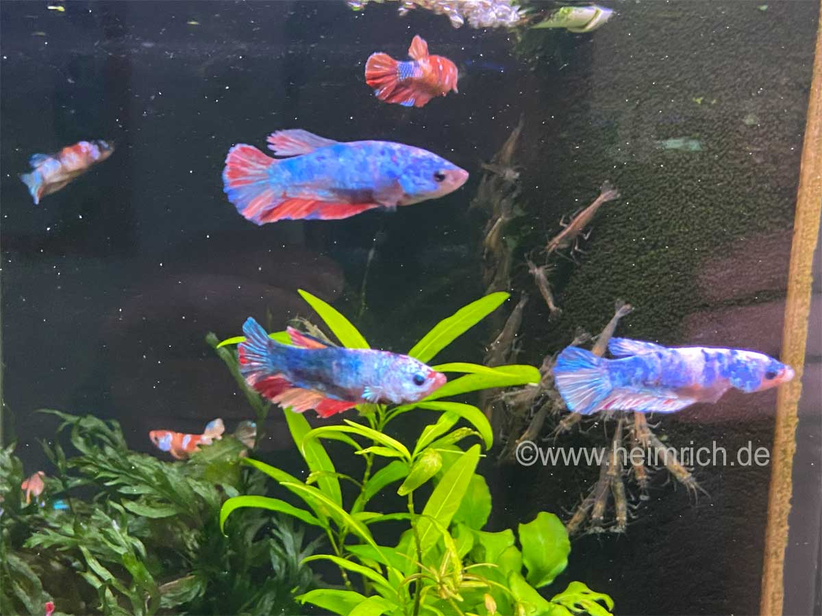Betta splendens candy, XL Weibchen 5er-Gruppe (Siam. Kampffisch spec. candy, Weibchen)