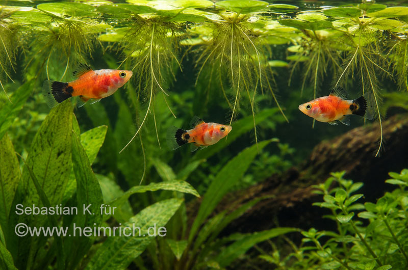 Xiphophorus maculatus spec Blutendes Herz Mickey Mouse - male