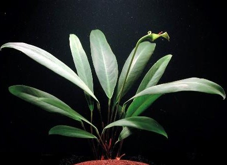Anubia afzellii, spec. "angustifolia"