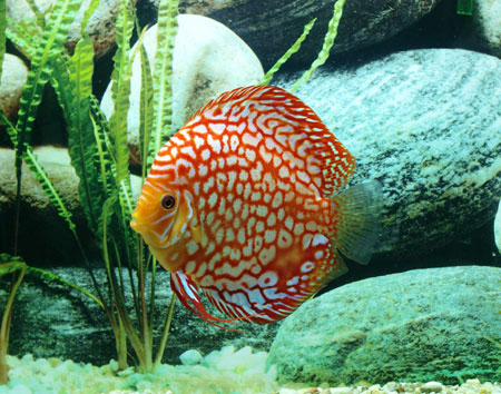 Diskus Checkerboard, Jumbo