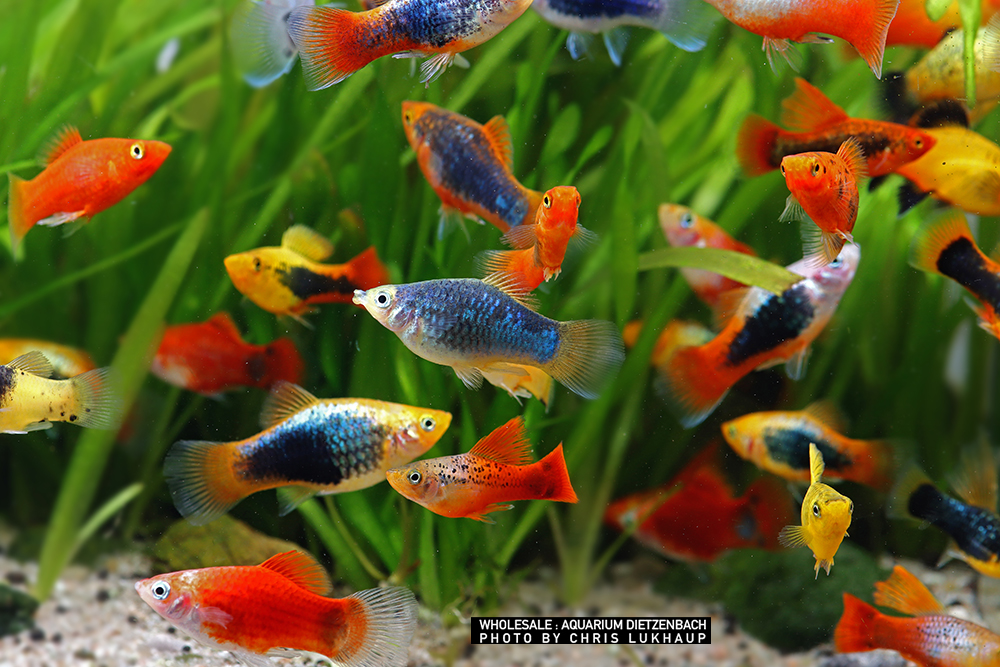 Xiphophorus maculatus, Platy Premium Farb-Mix - 15er-Gruppe (nach unserer Wahl)
