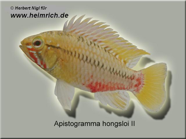 Apistogramma hongsloi II, XL (Hongsloi-Zwergbarsch)