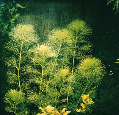 Cabomba silbergrün