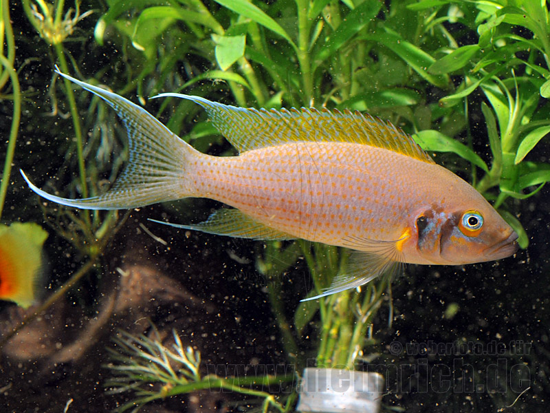 Neolamprologus brichardi (Feenbuntbarsch)