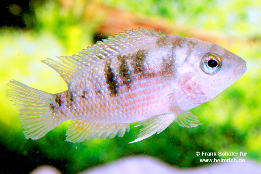 Panamius panamensis, female (Panama-Buntbarsch)