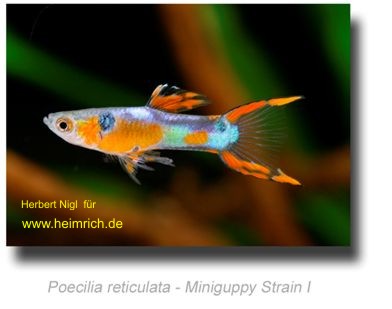 Guppy, Endler Miniguppy Strain 1 (Poecilia wingei)