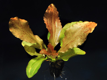 Echinodorus Dschungelstar Nr. 8 (E08 Echin. OZELOT GOLD, Fa. Denn