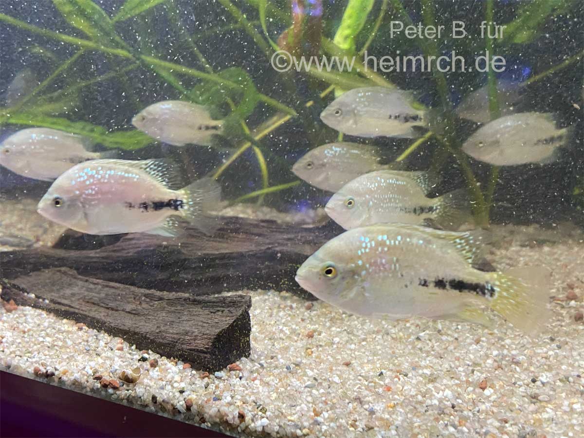 Cichlasoma synspilum spec. Super Red, 4er-Gruppe (Rarität)