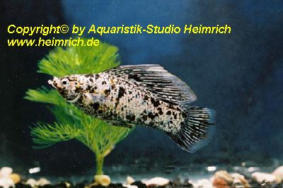 Segelkärpfling "Dalmatiner", lg (Xiph. velifera, spec. Dalmatine