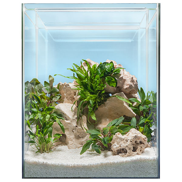 Hardscape Bepflanzung AFRICA
