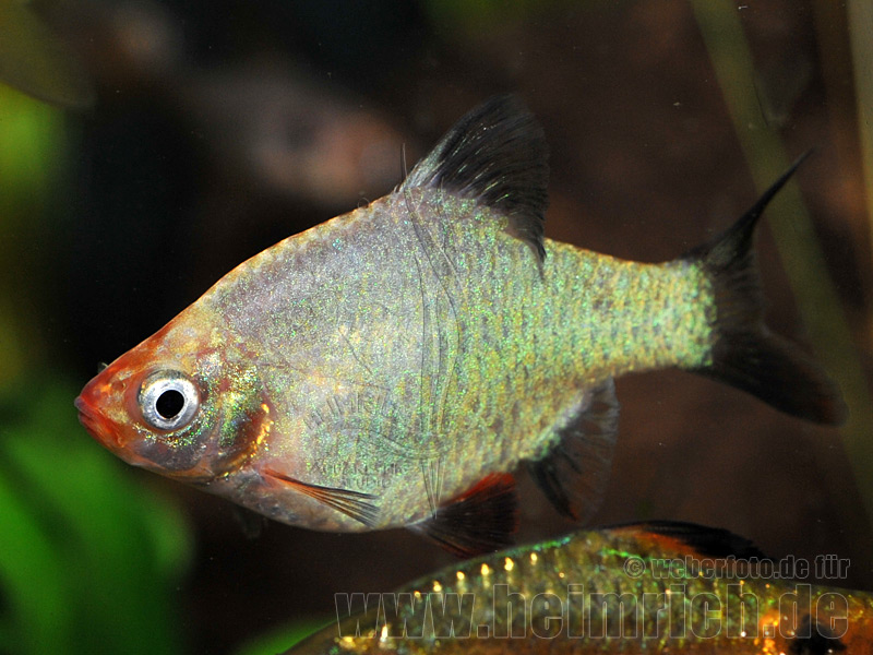 Barbus tetrazona spec. 'Platinum' (Sumatrabarbe spec. 'Platinum'