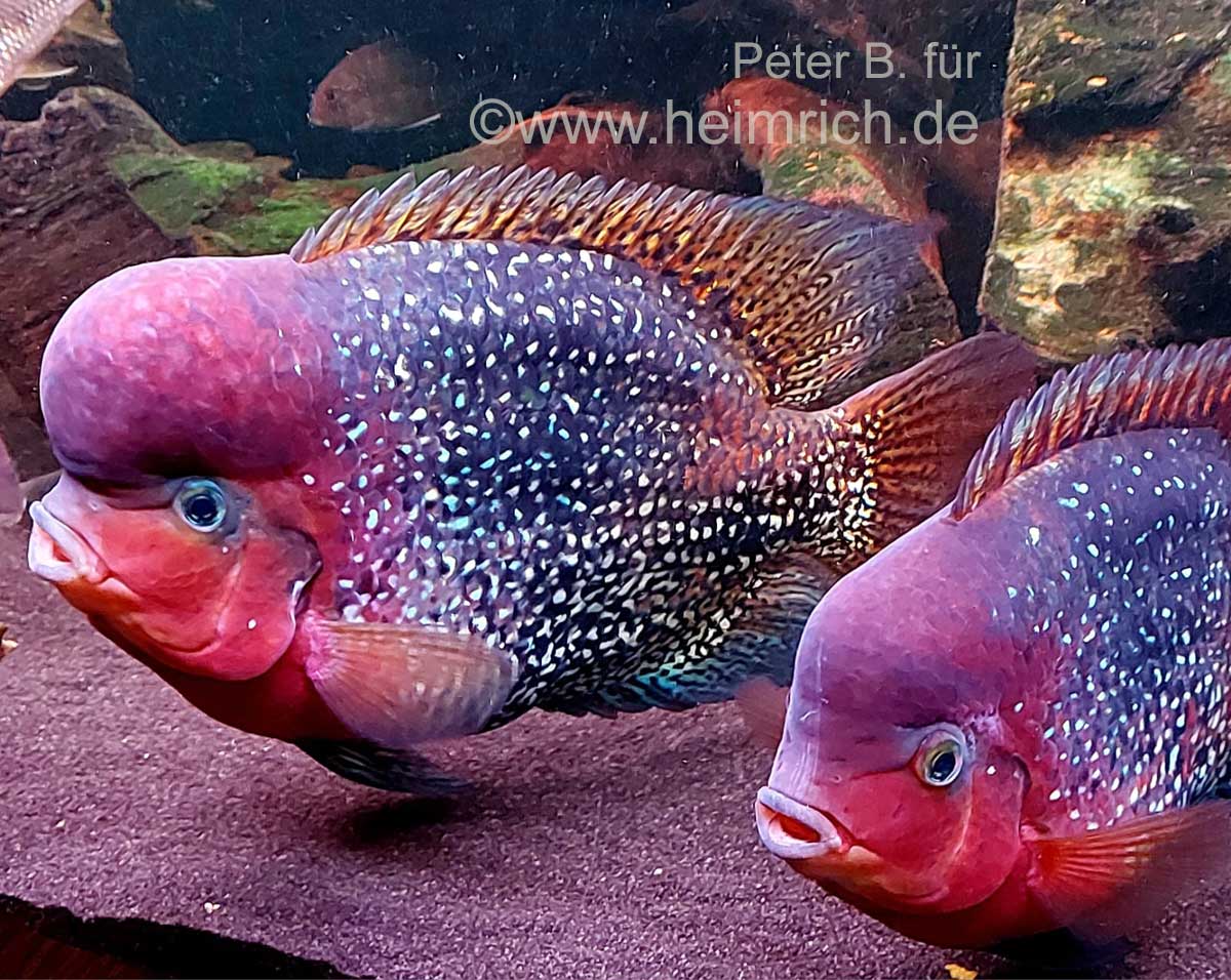 Cichlasoma synspilum spec. Super Red (Rarität)