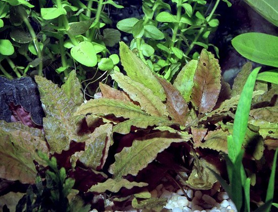 Cryptocoryne cordata