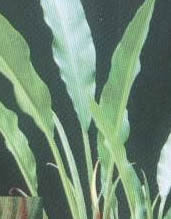 Langenandra ovata