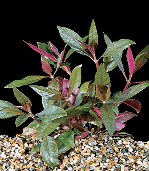 Alternanthera rosaefolia