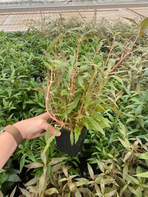 Alternanthera reinecki rosaefolia XXL - Mutterpflanze