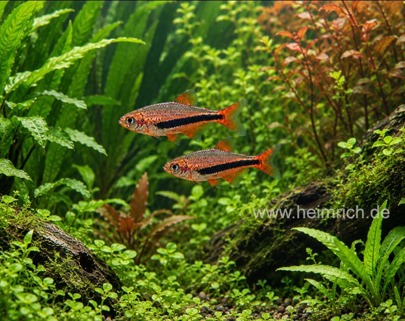 Inpaichthys luizae, 5er-Gruppe (Königssalmler Black Arrow)