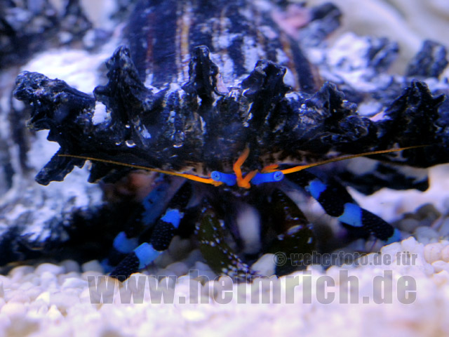 Calcinus elegans (Einsiedlerkrebs)