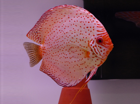 Diskus White Leopard, 6,5cm